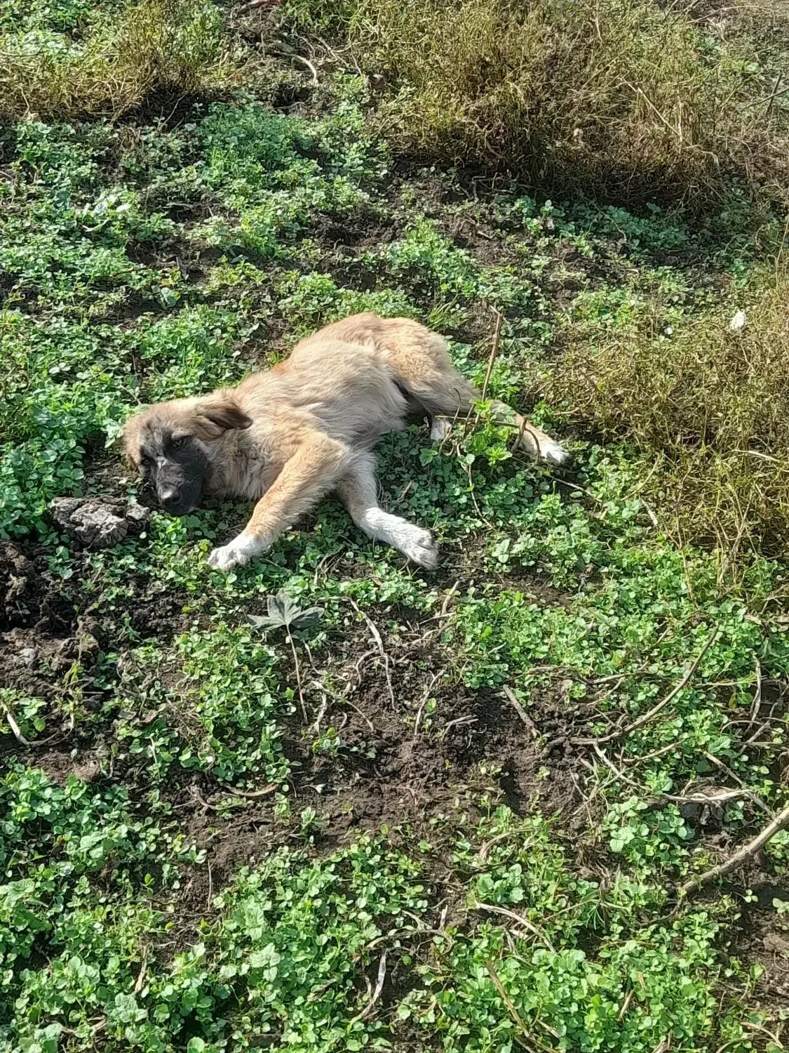 توله دورگ|سگ|رحیم‌آباد, |دیوار