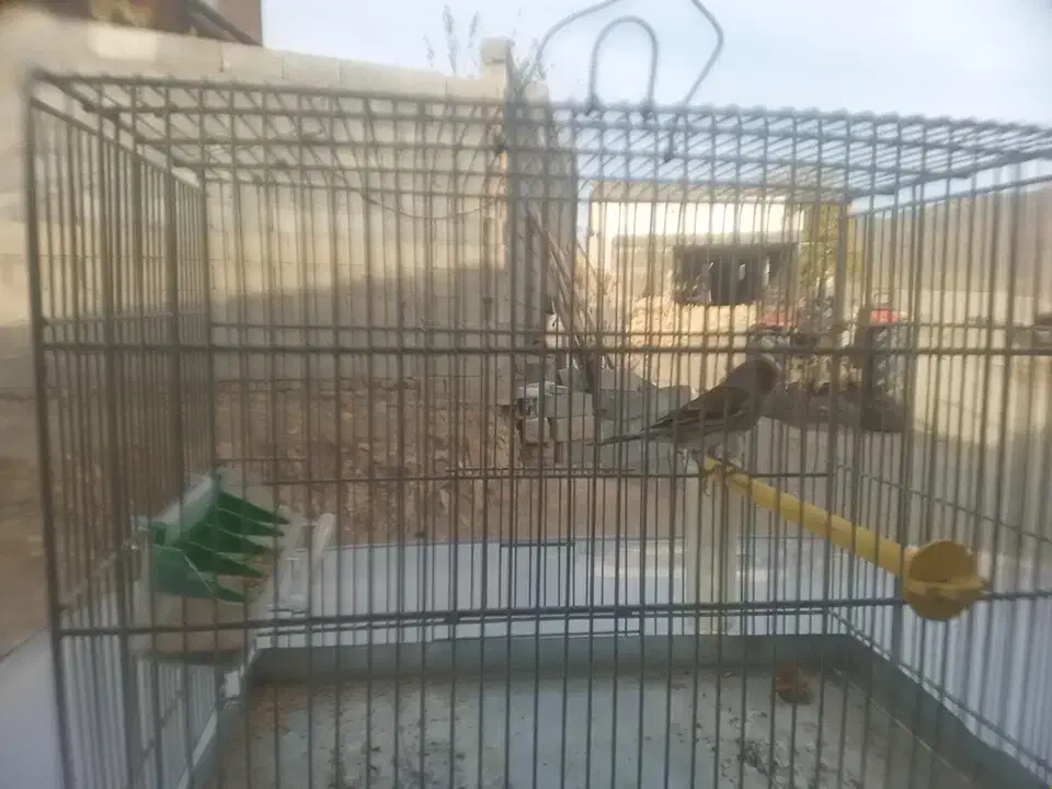 سیره|پرنده|اشترینان, |دیوار