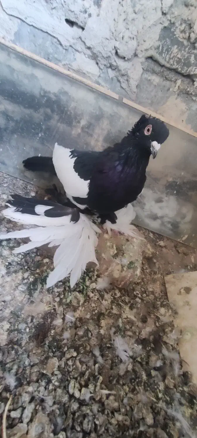 کویچح ارکح قلخلی|پرنده|باسمنج, |دیوار