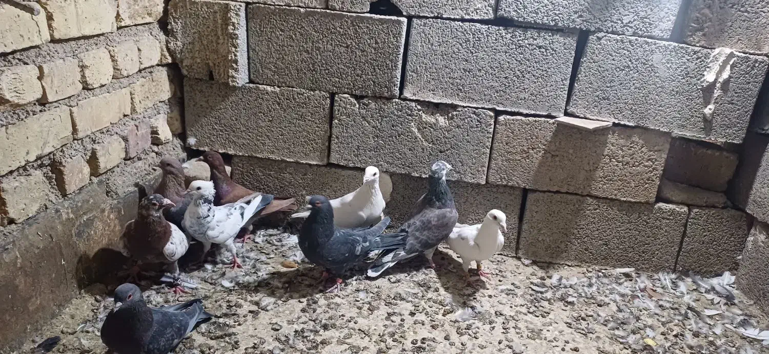 کبوتر|پرنده|شیراز, شهرک گلها|دیوار