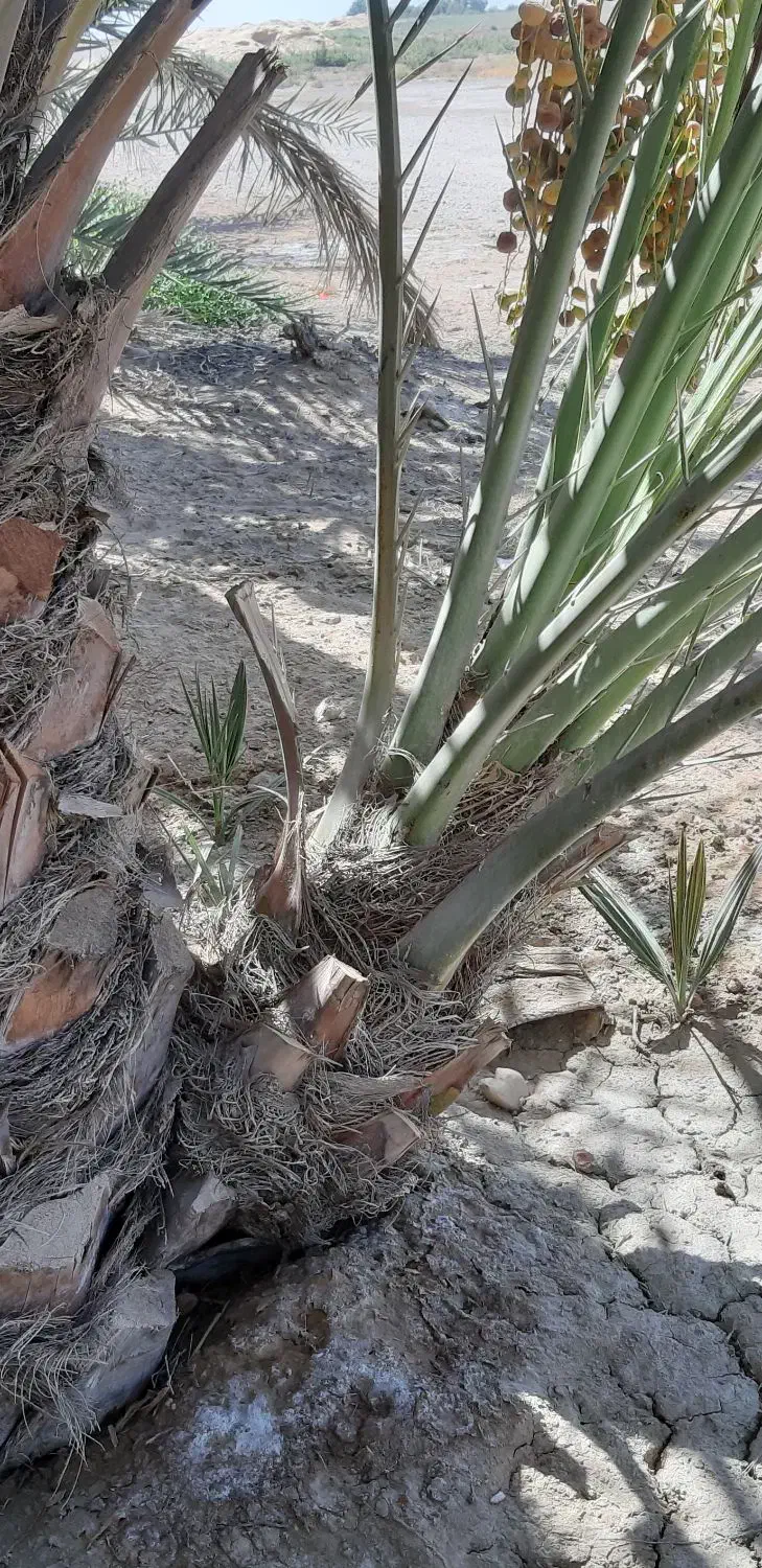 پاجوش برحی|گل و گیاه طبیعی|بندر ماهشهر, |دیوار