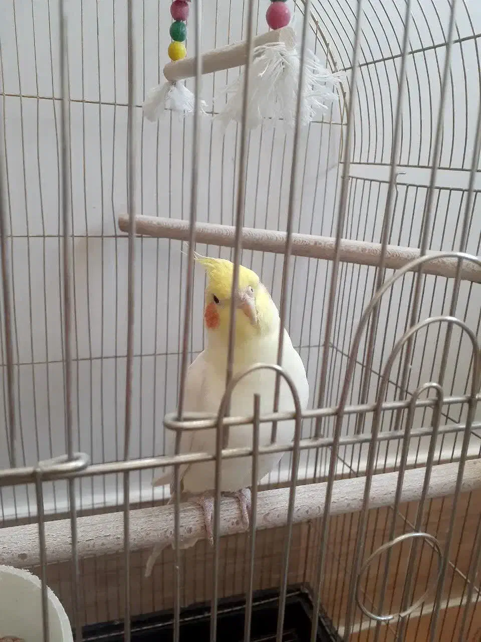 عروسی هلندی لوتینو(نر)|پرنده|شهرضا, |دیوار