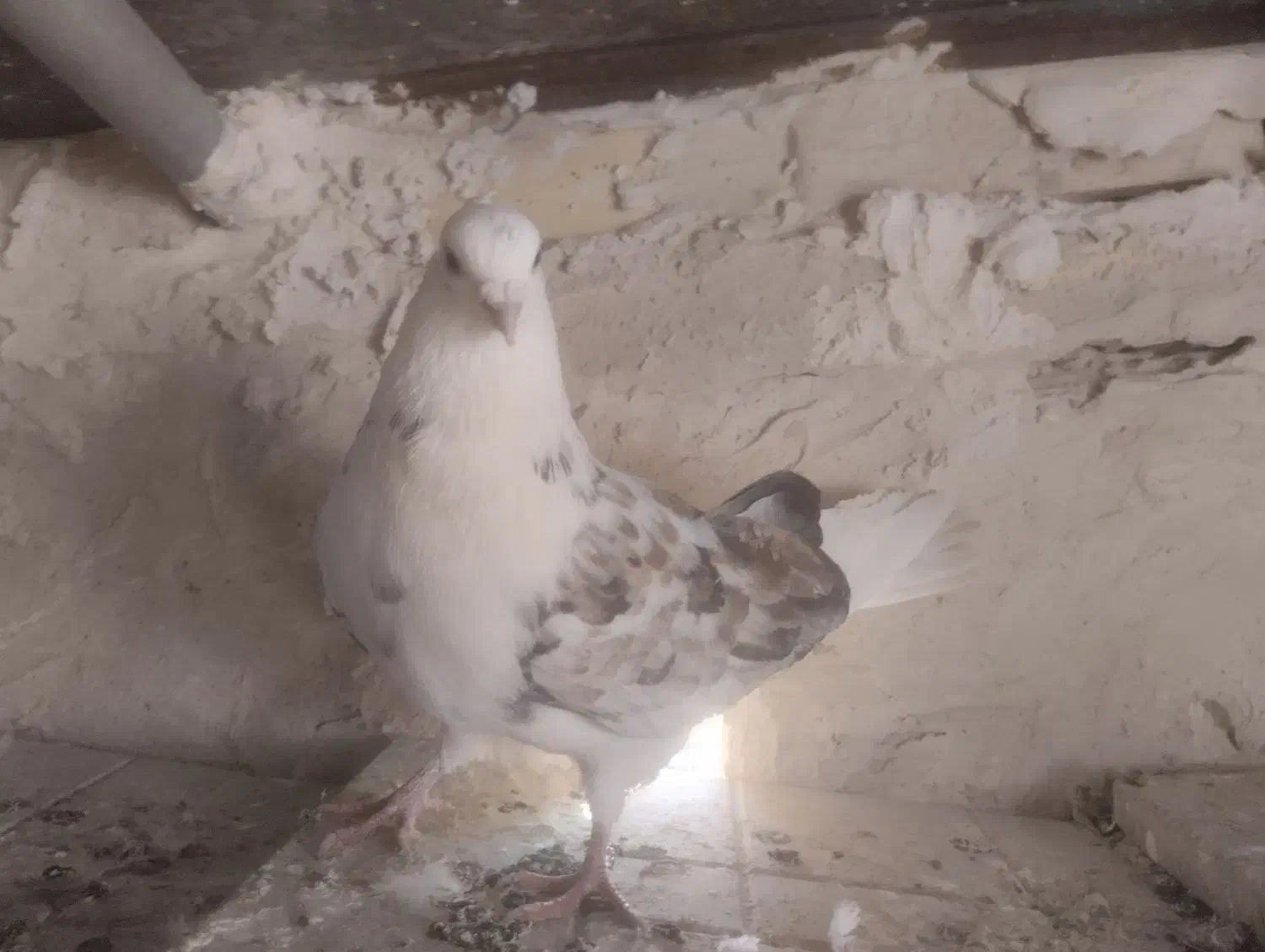 دو عدد دوکت نر|پرنده|سنندج, |دیوار