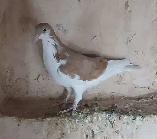 کفتر ساده و چپ|پرنده|سبزوار, کهنه آب|دیوار