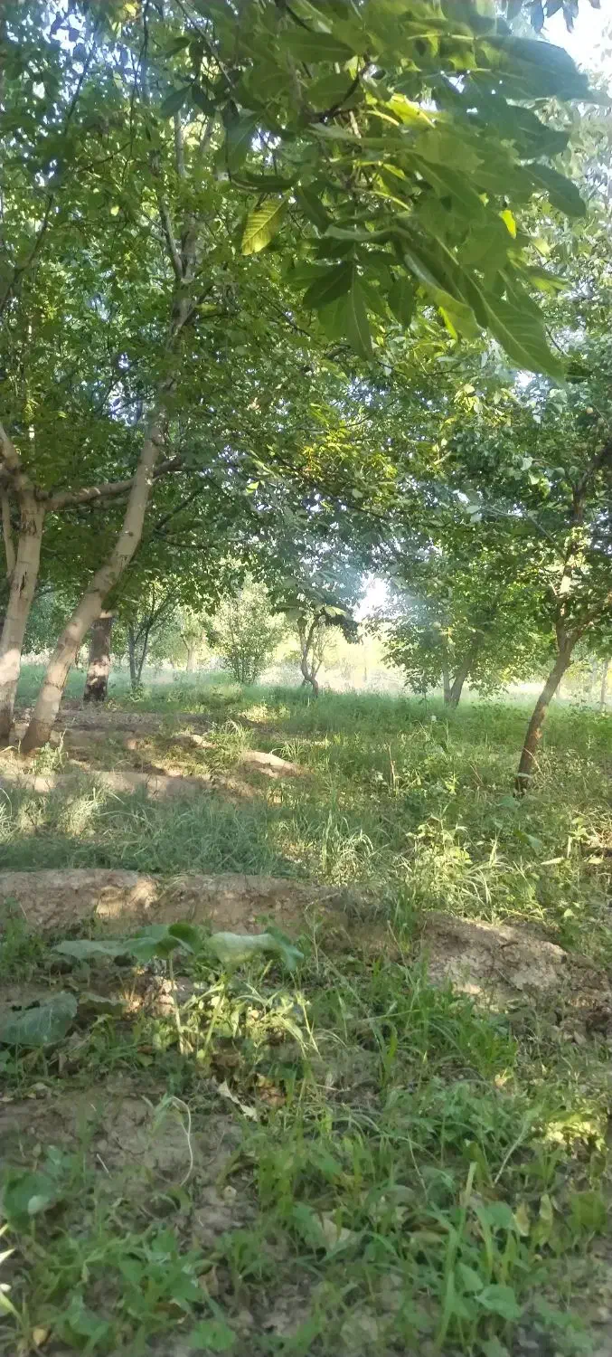 باغ 650 متری|فروش دفتر صنعتی، کشاورزی، تجاری|شبستر, |دیوار