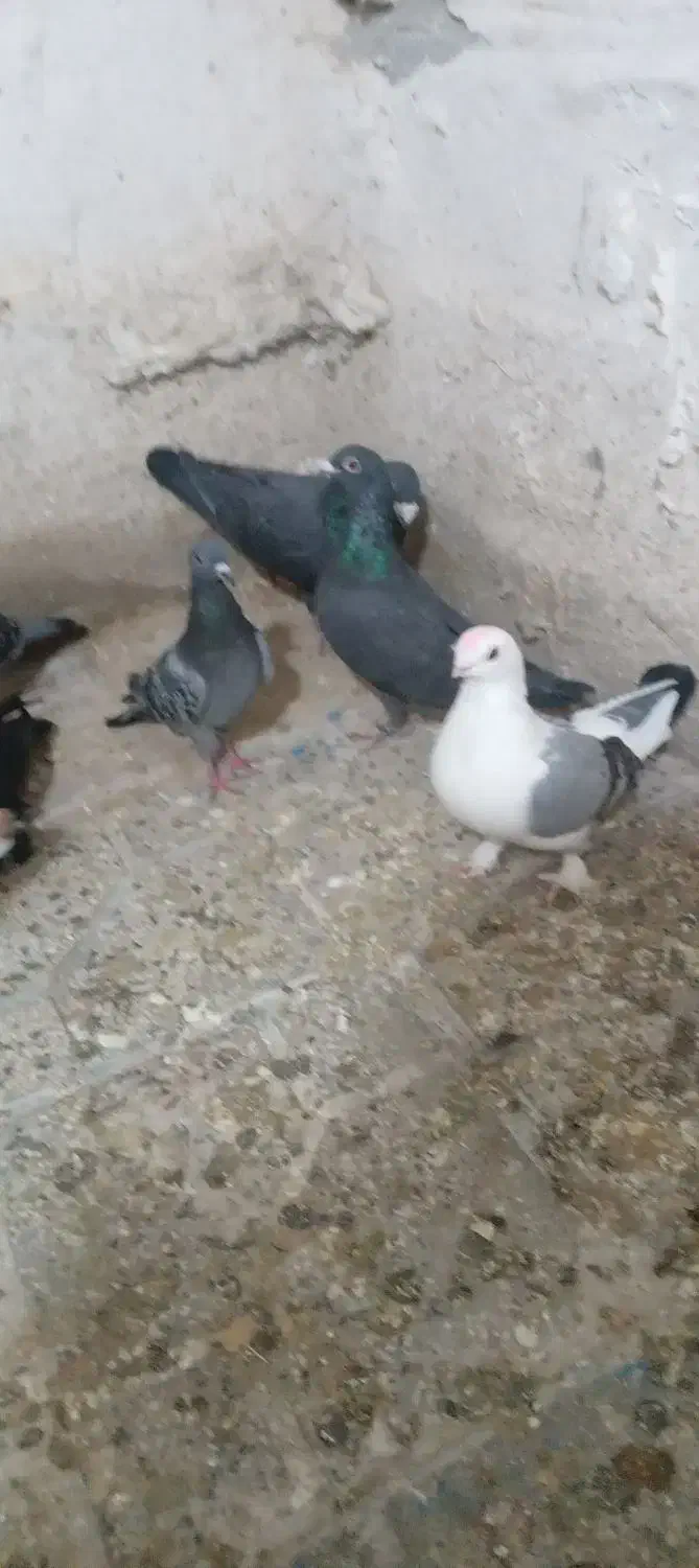 کبوتر|پرنده|اردبیل, |دیوار