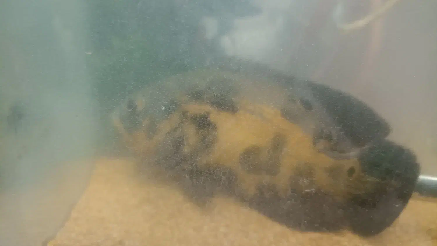 فروش ماهی اسکار|ماهی|ملایر, |دیوار