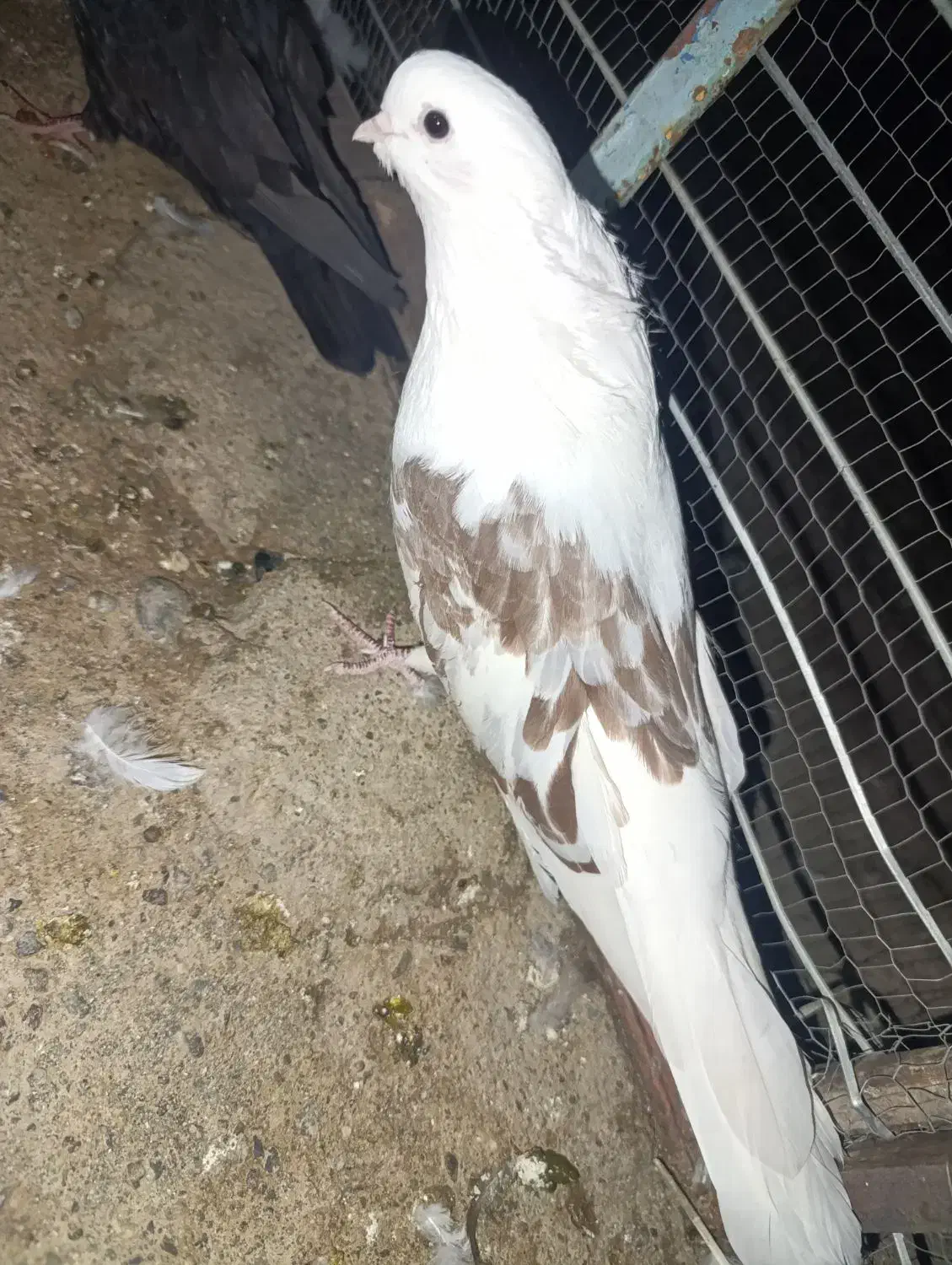 تعدادی کبوتر|پرنده|جیرفت, |دیوار