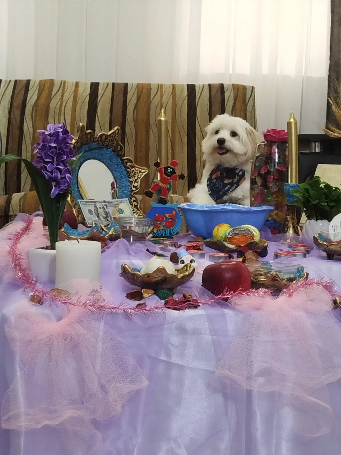 شیتزو|سگ|رشت, معلولین|دیوار