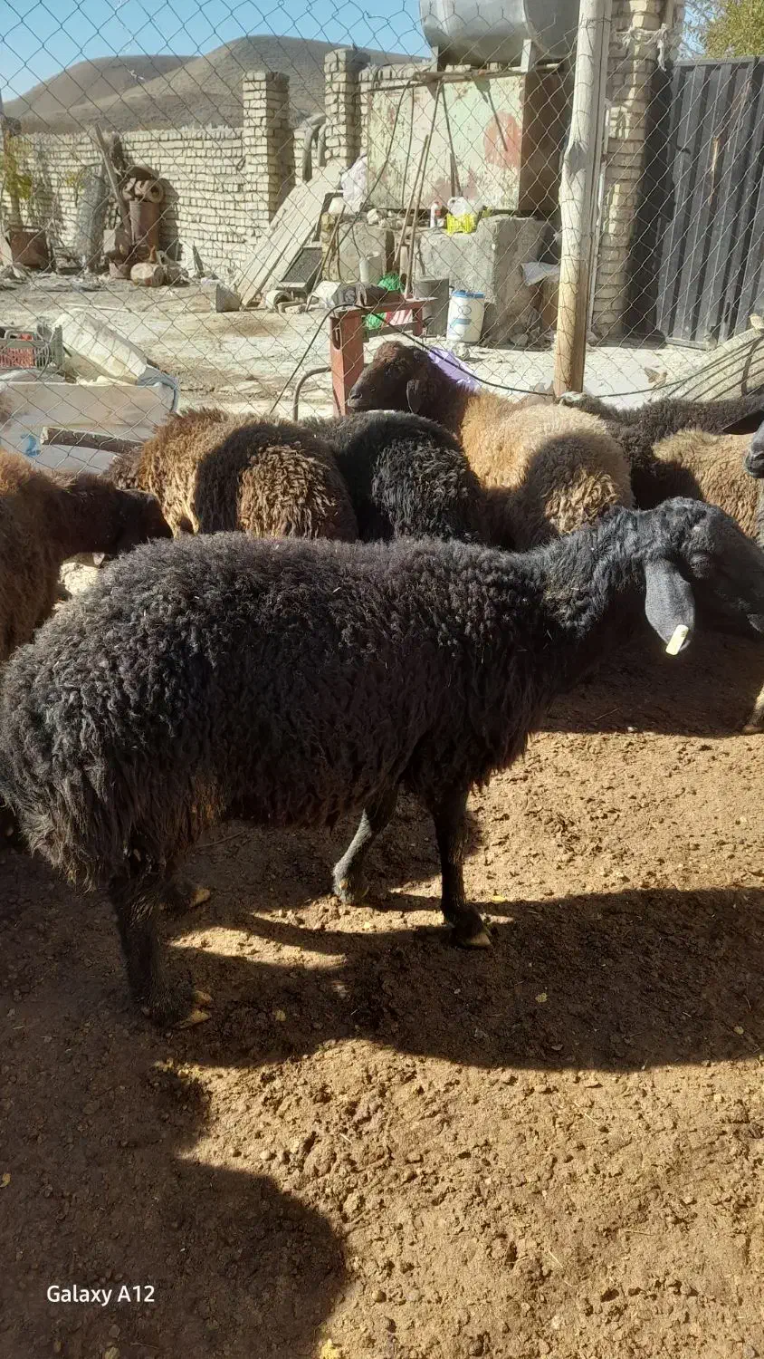 بره قوچ ۱ ساله و۳سال|حیوانات مزرعه|نوبران, |دیوار