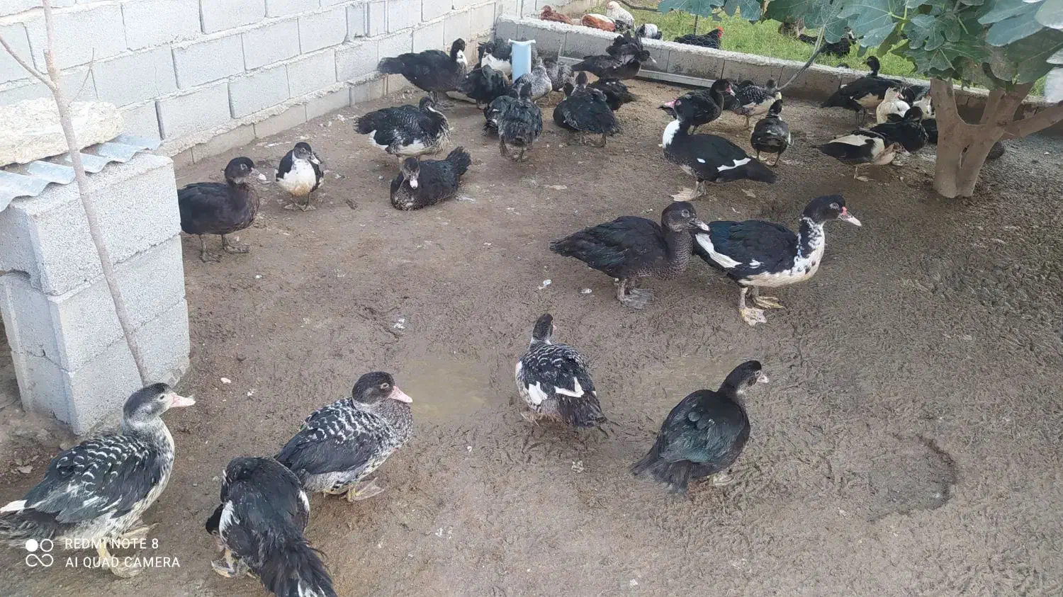 فروش 50عدد اردک مسکویی نروماده|حیوانات مزرعه|بندر ترکمن, |دیوار