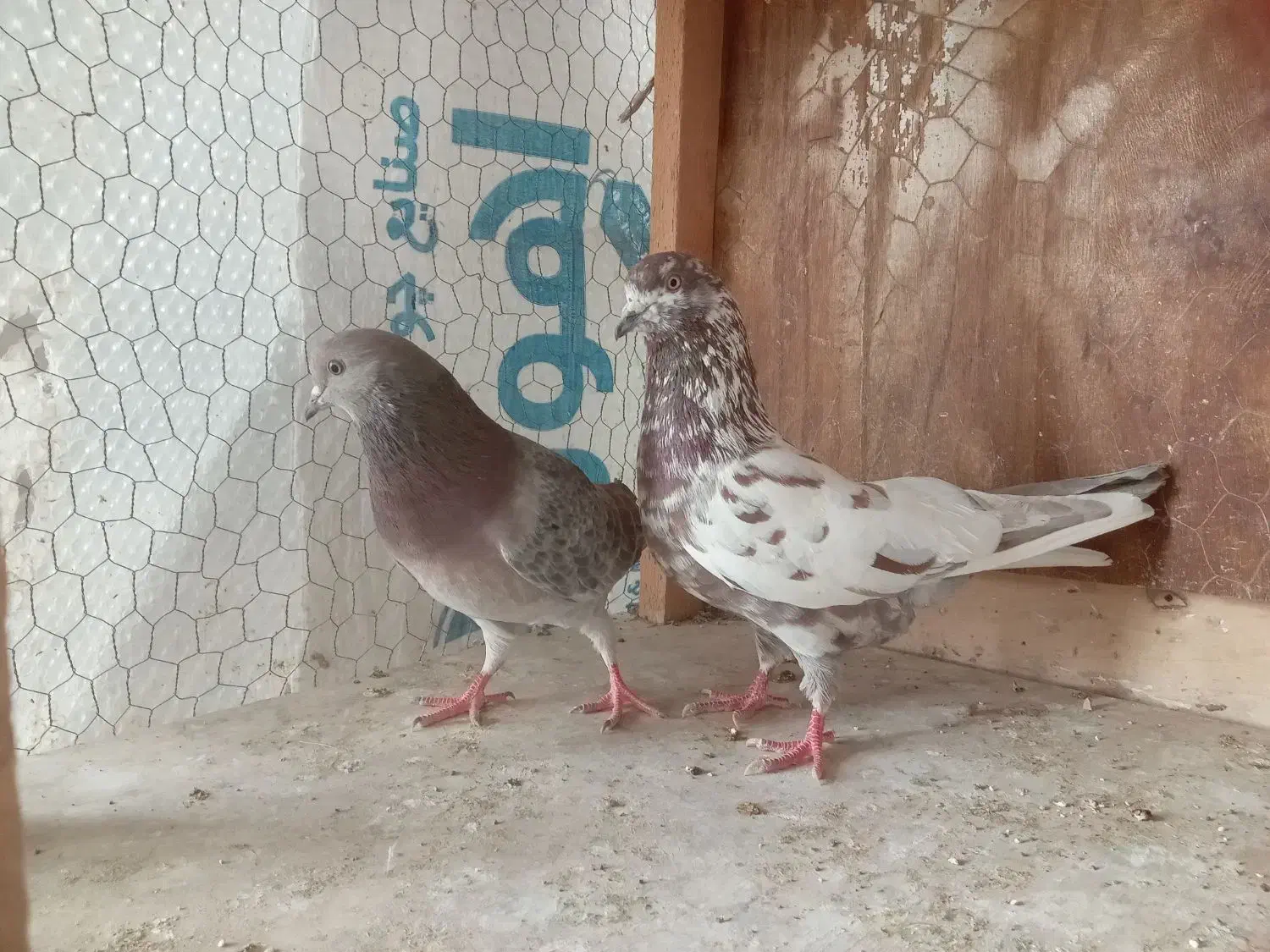 کفترپرشی|پرنده|رشت, عینک|دیوار