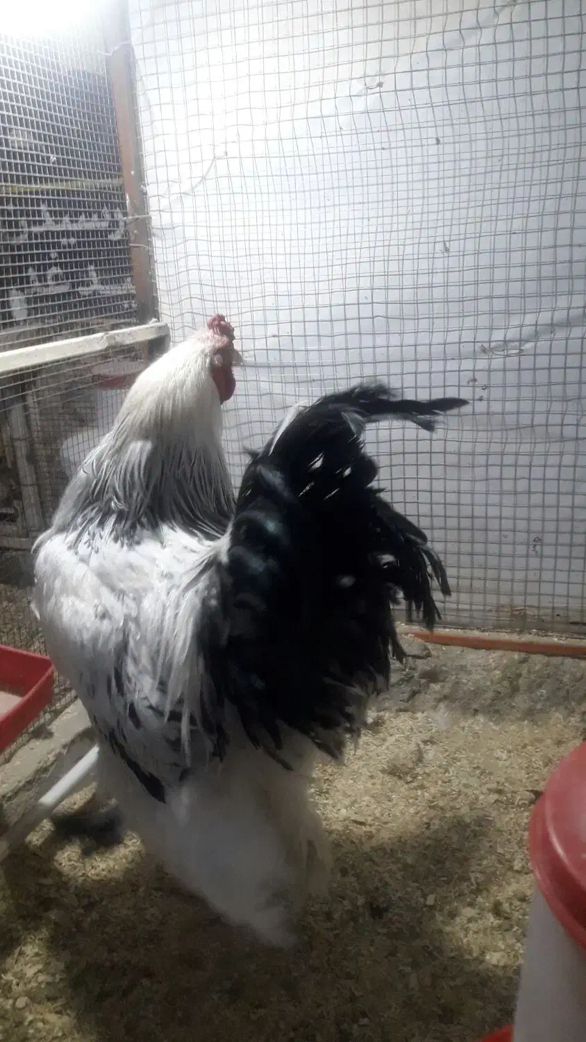 مرغ‌وخروس|حیوانات مزرعه|زاهدان, |دیوار