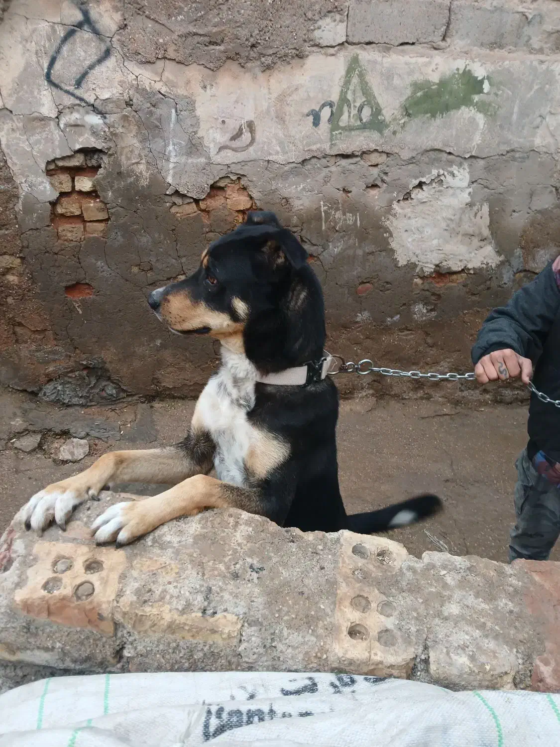 سگ نگهبان|سگ|اهواز, کارون|دیوار