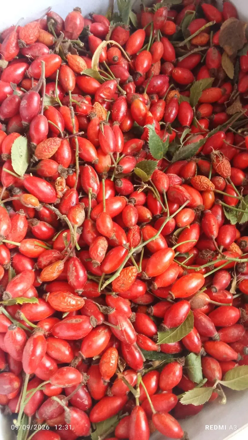 گلدیگ|گل و گیاه طبیعی|اردبیل, |دیوار