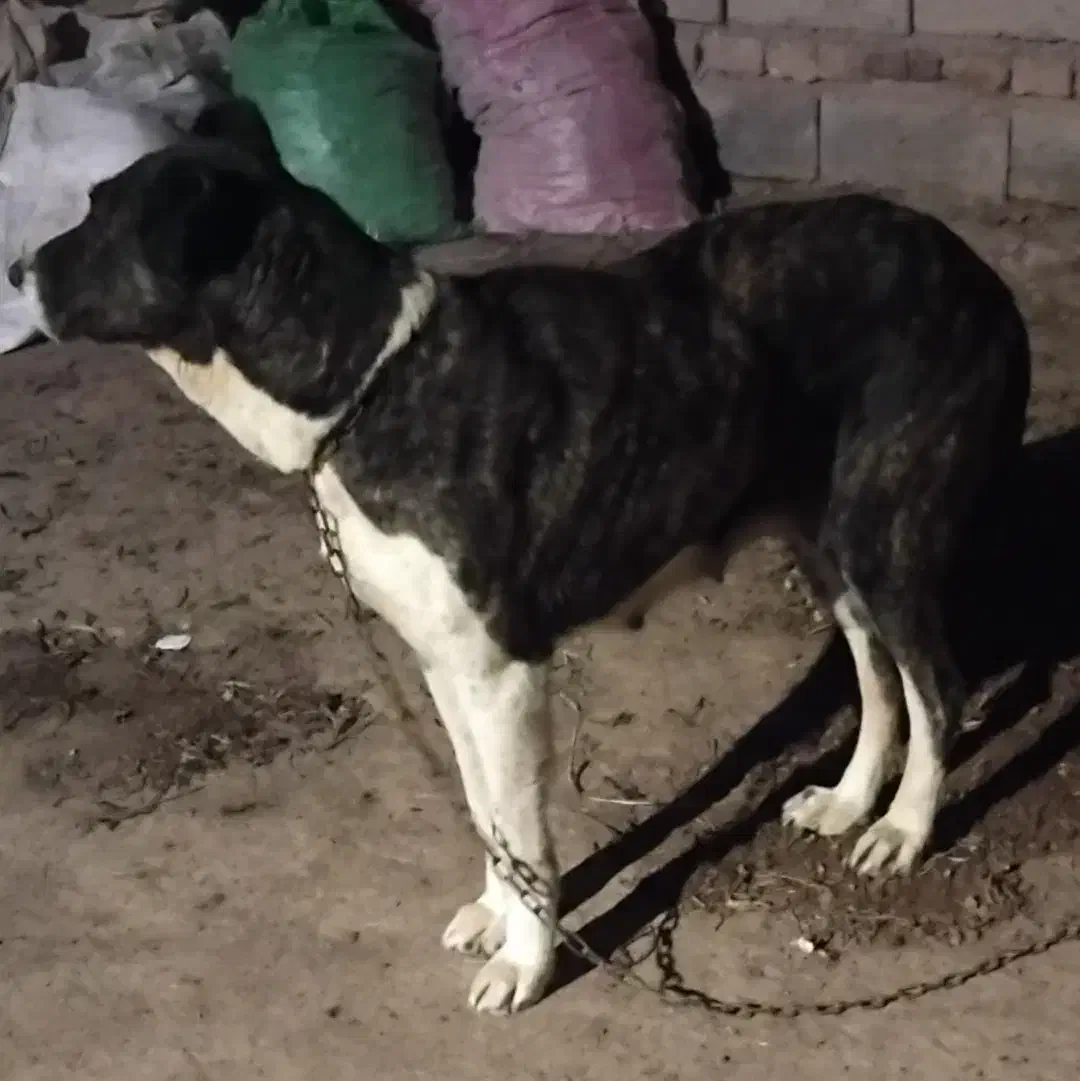 سگ ماده|سگ|نیشابور, مازول|دیوار