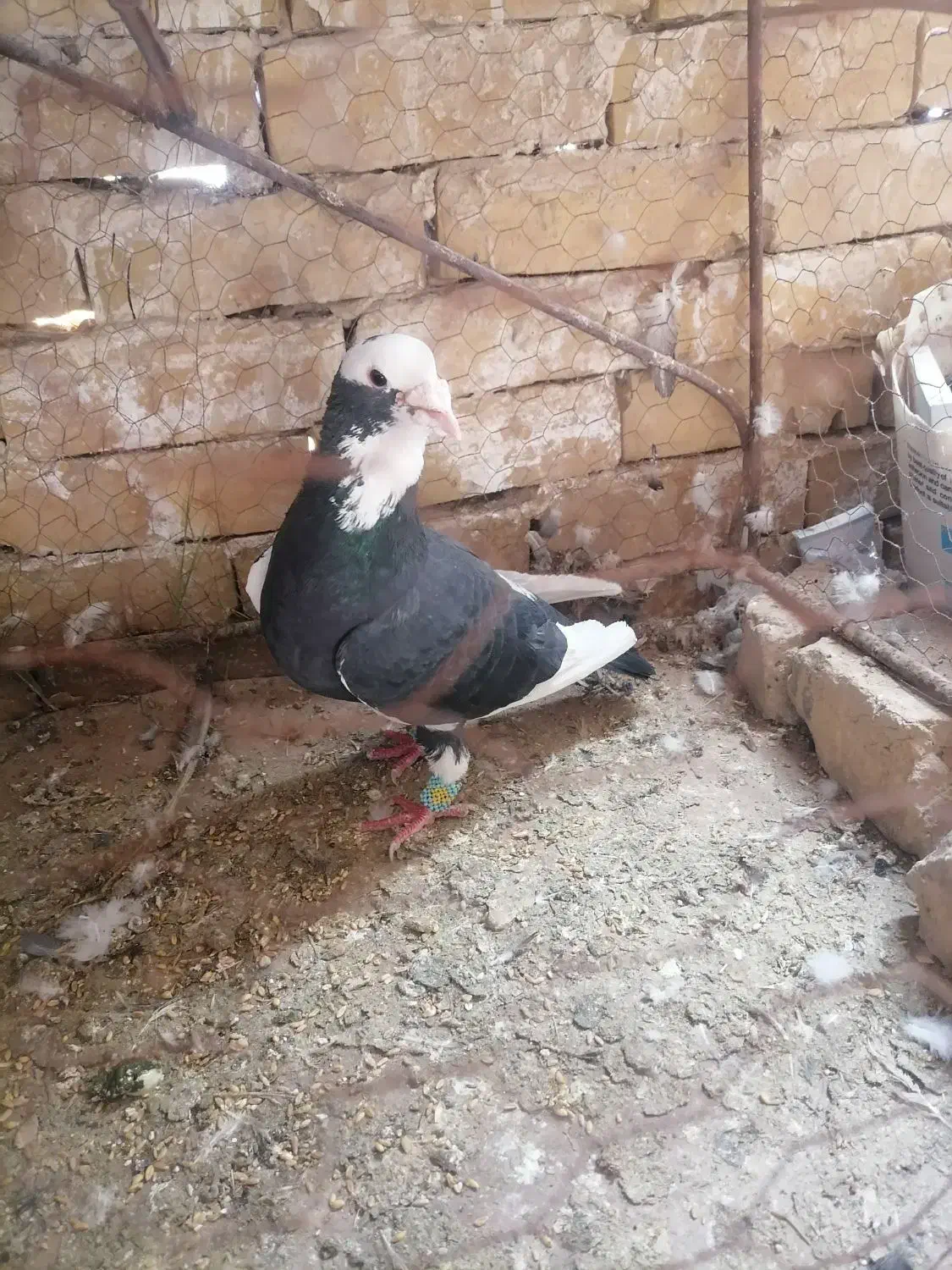 کفتر|پرنده|تربت‌حیدریه, پائین ولایت|دیوار