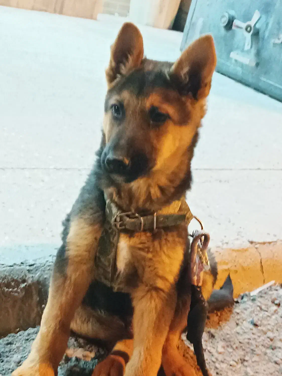 توله ژرمن ورک نر|سگ|لار, |دیوار