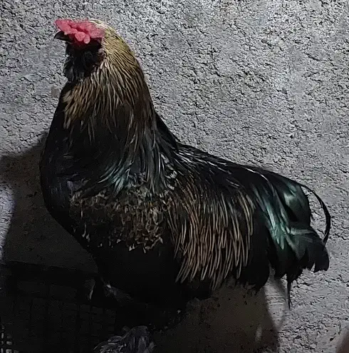 خروس زیبا|حیوانات مزرعه|رشت, تازه آباد|دیوار