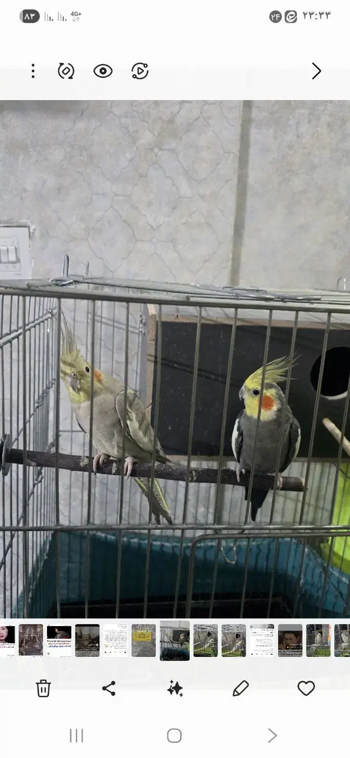 دوجفت مولد|پرنده|ری, شهادت|دیوار