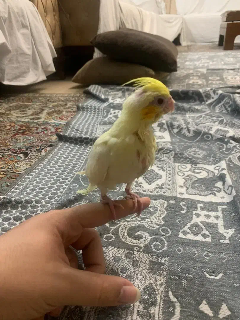 عروس هلندی لوتینو سرلاکی|پرنده|اسلام‌شهر, شهرک سعیدیه|دیوار