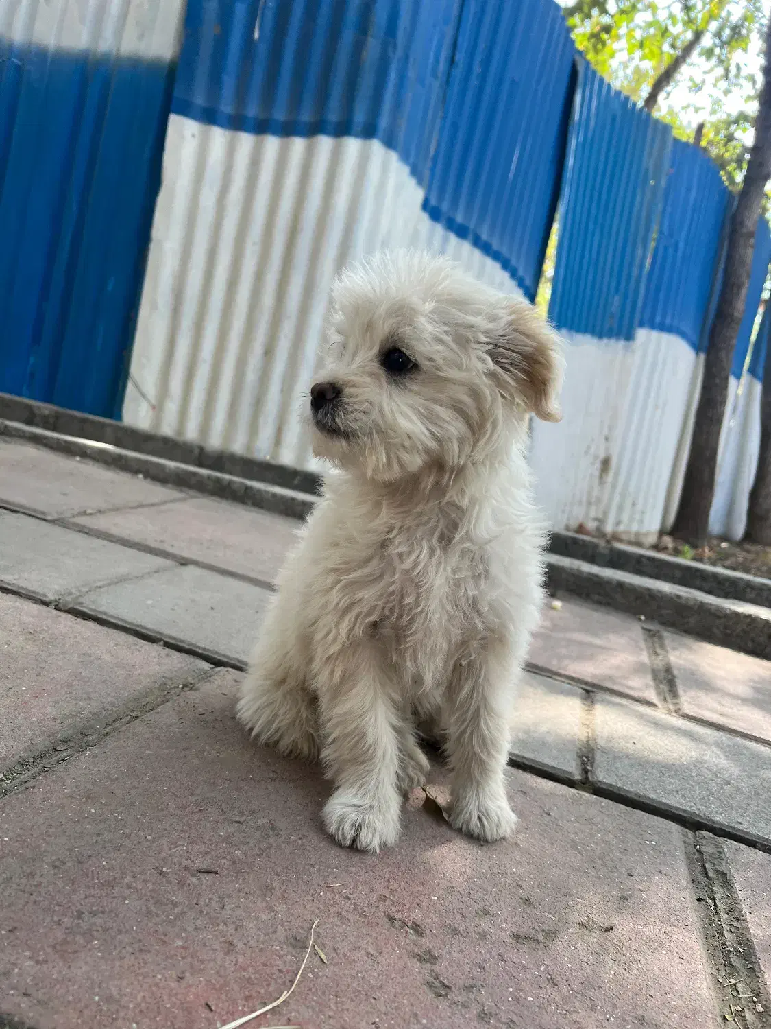 سگ تریر واگذاری|سگ|تهران, دهونک|دیوار