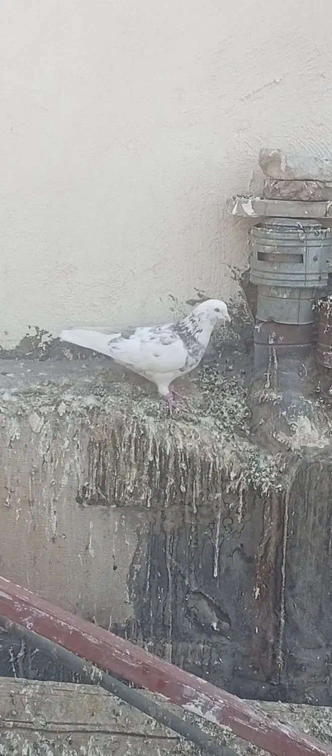 کفتر هما|پرنده|تهران, مشیریه|دیوار