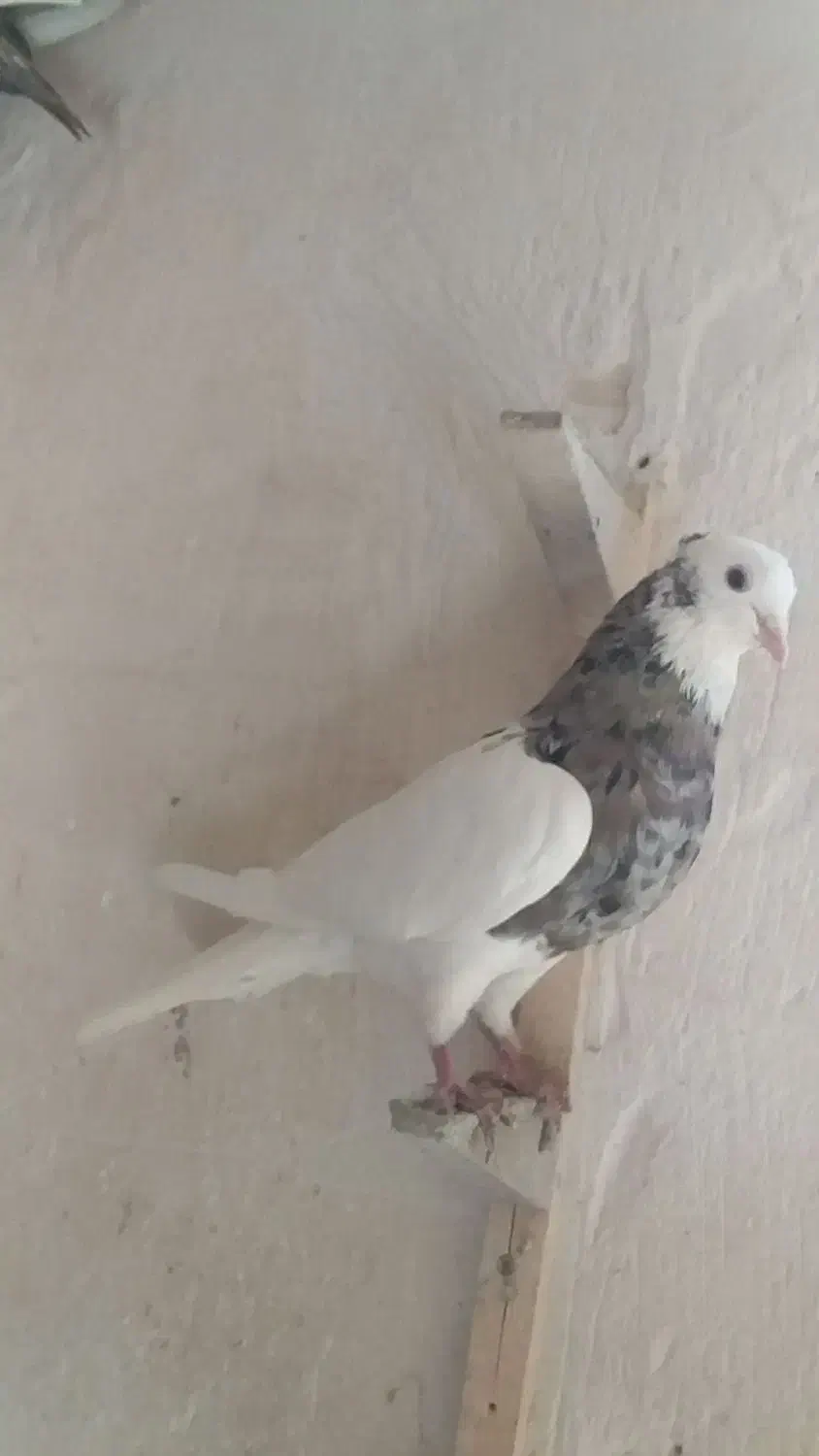 کفتر کبوتر|حیوانات|مشهد, چهارچشمه|دیوار