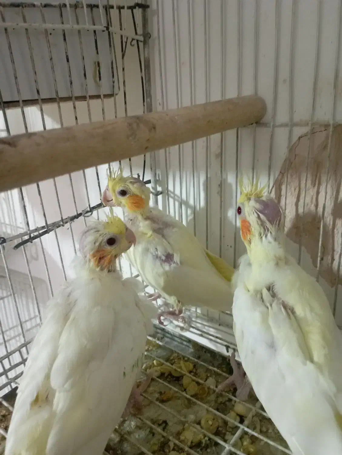 جوجه لوتینو|پرنده|پائین جام, |دیوار