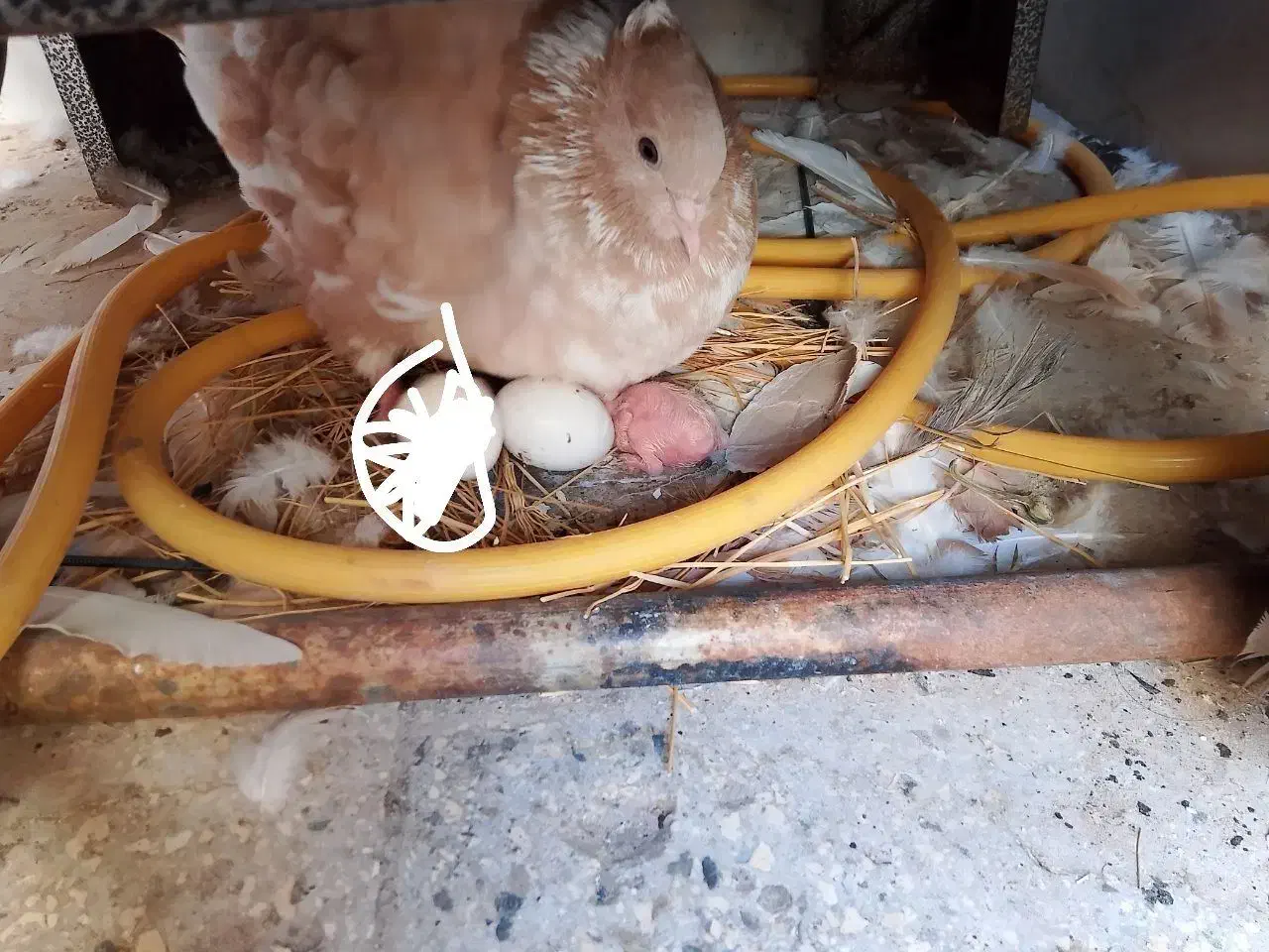 کفتر گمشده|حیوانات|قم, چهل درخت‎|دیوار