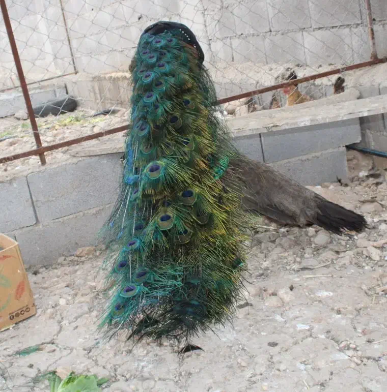 طاووس نر بالغ|پرنده|اهواز, نیوساید|دیوار