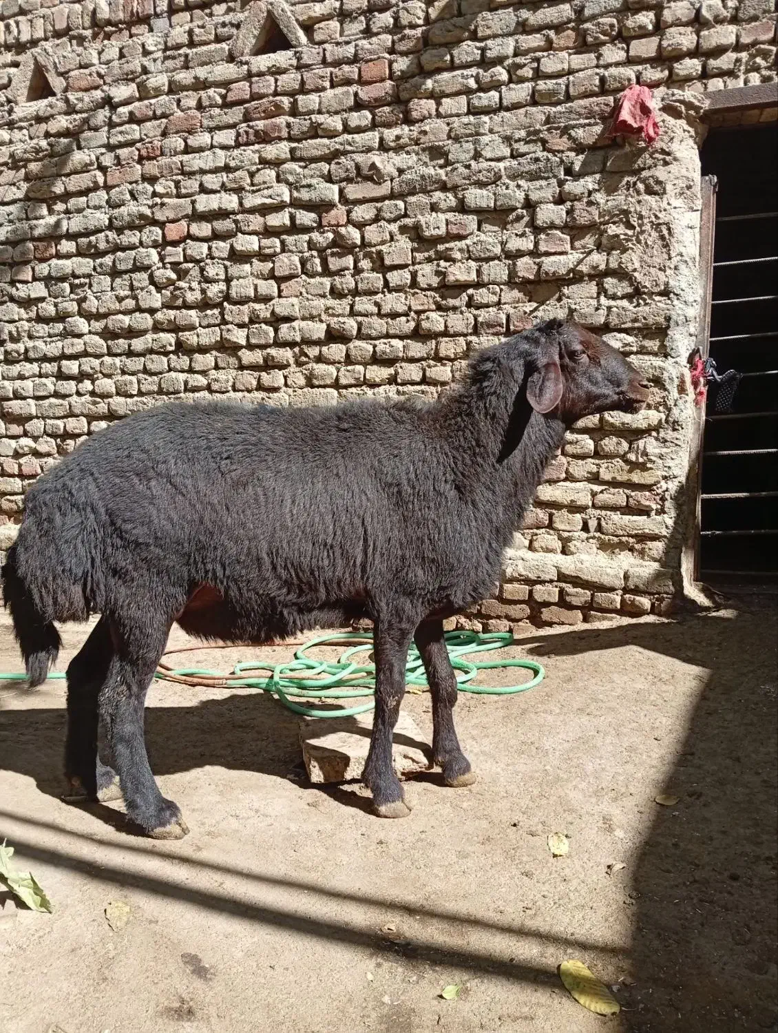 قوچ غزل|حیوانات مزرعه|زند, |دیوار