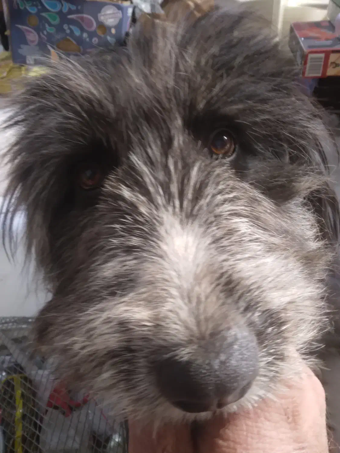 واگذاری تریر دست پا بلند|سگ|اصفهان, شهرک کاوه|دیوار