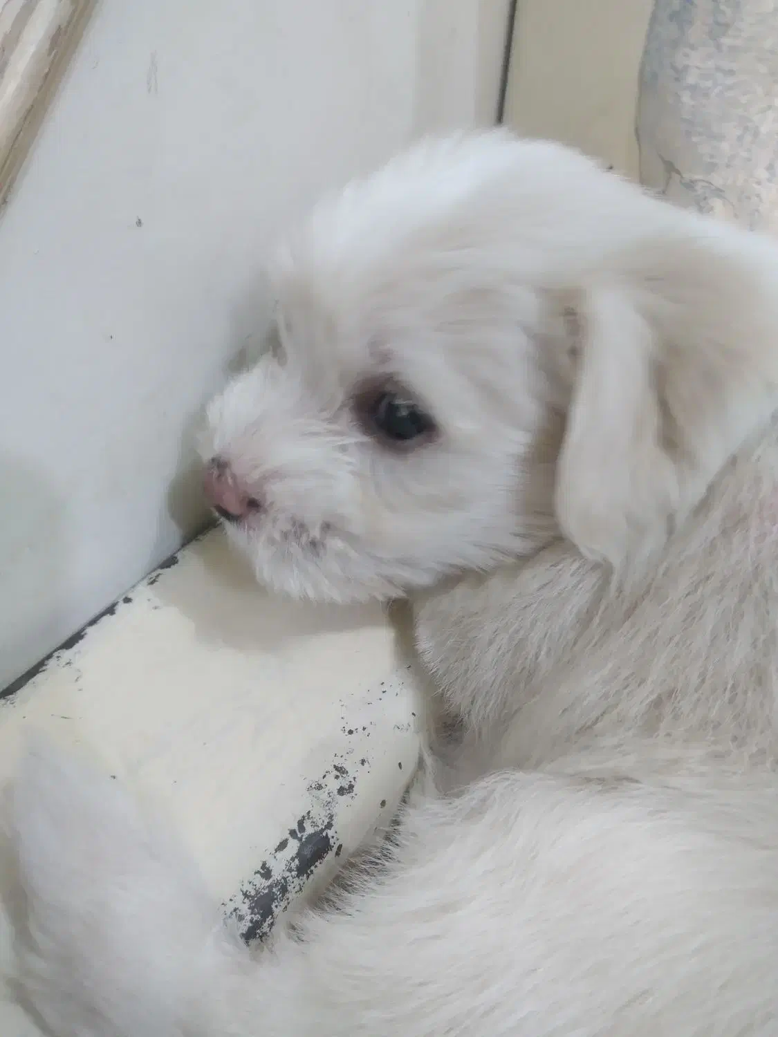 سگ‌.پامر‌روباهی‌و‌آشپیز|سگ|یزد, |دیوار