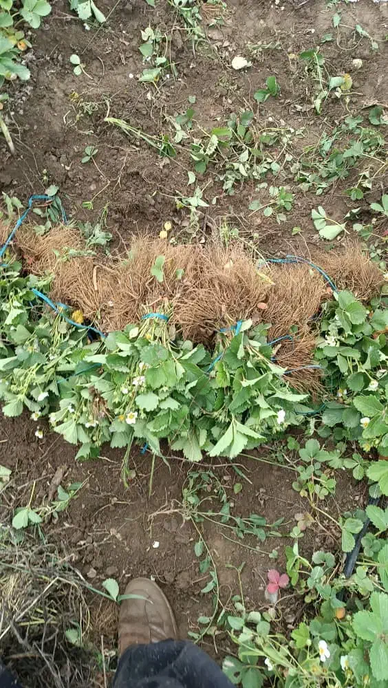 فروش نهال توت فرنگی به صورت ریشه لخت|خدمات باغبانی و درختکاری|اندیمشک, |دیوار