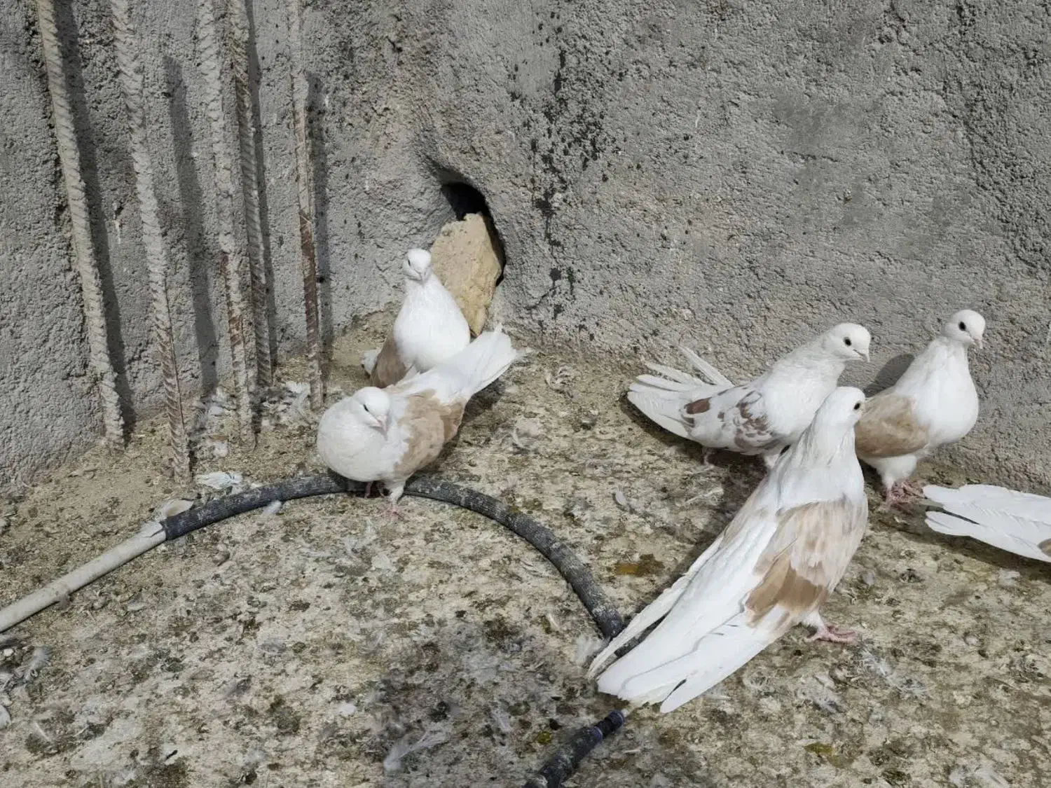 سلام 18عدوکت زرد نروماده کشیده بلند|پرنده|مبارکه, |دیوار