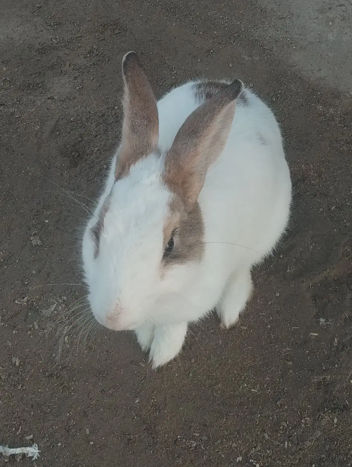 خرگوش خانگی واهلی وزیبا|موش و خرگوش|یزد, |دیوار