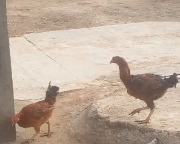 مرغ واروک|حیوانات مزرعه|دهگلان, |دیوار