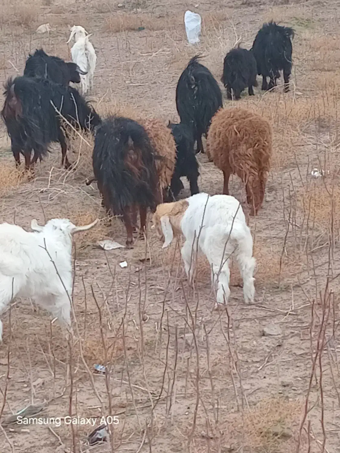 بز فروشی|حیوانات مزرعه|جلگه ماژان, |دیوار