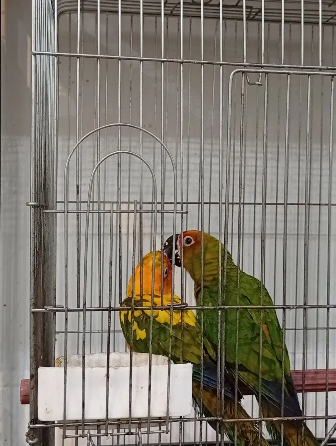 ملنگو رنگی و خورشیدی|پرنده|عباسآباد, |دیوار