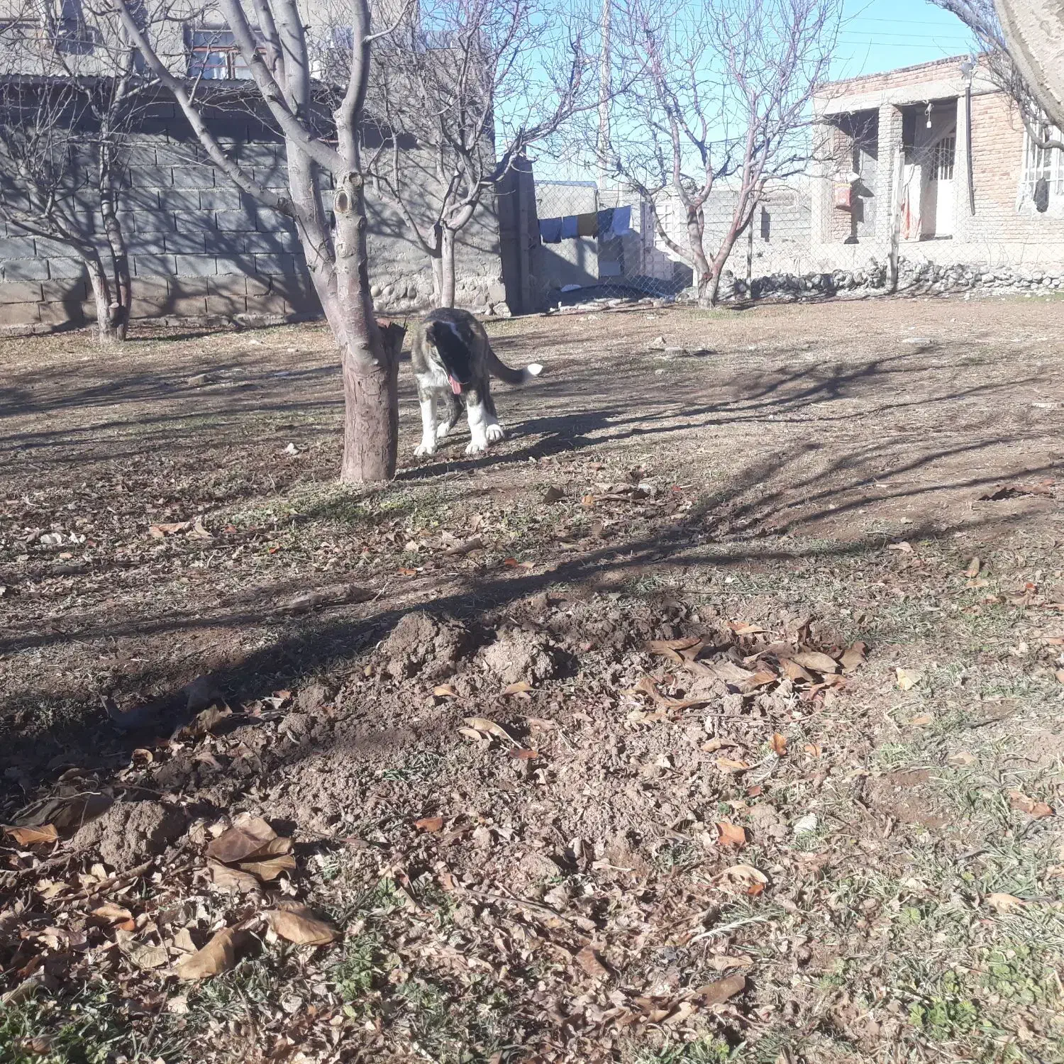 توله سرابی نگهبان|سگ|سراجو, |دیوار