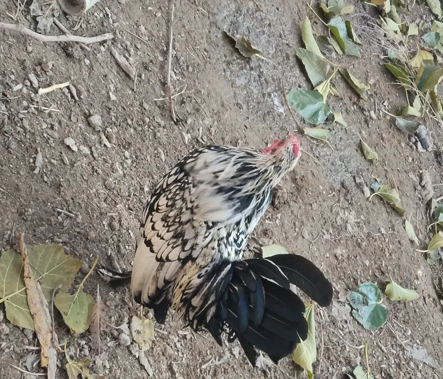 مرغ خروس مینیاتوری|حیوانات مزرعه|ملکان, |دیوار