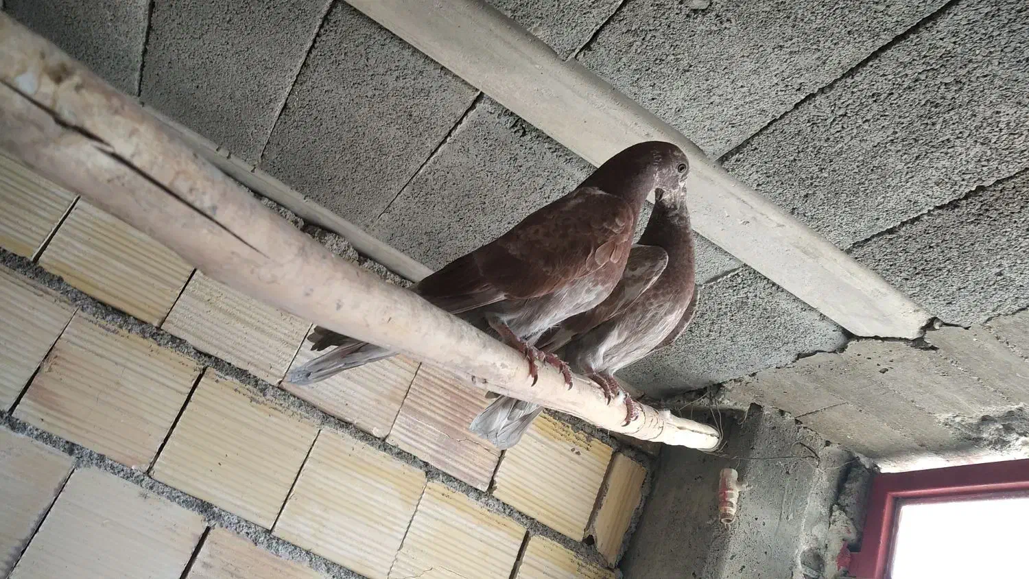 کبوتر شهرضا|پرنده|شهرضا, |دیوار