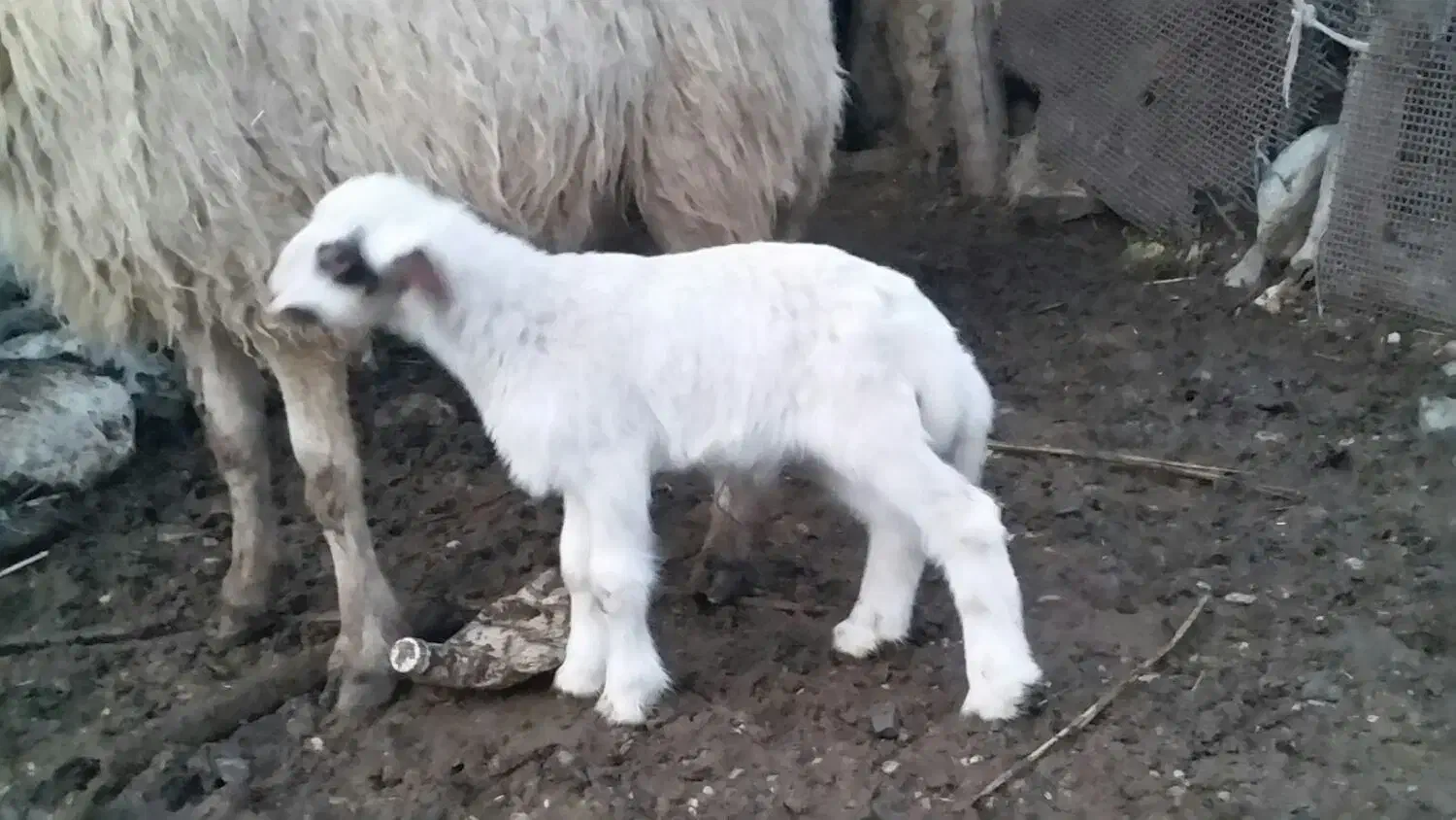 گوسفند وبره شیک صادراتی|حیوانات مزرعه|بدره, |دیوار