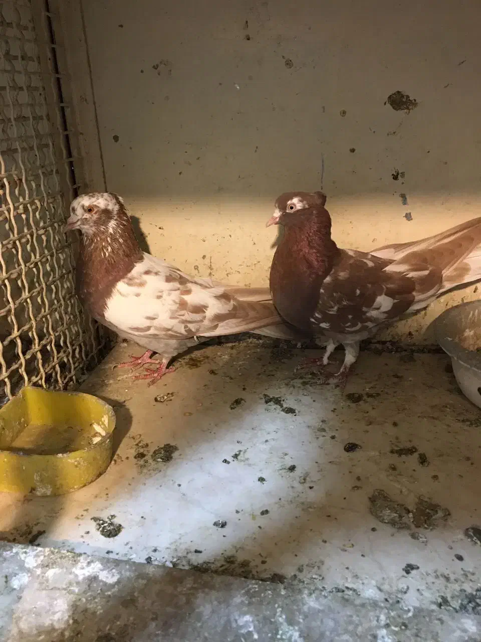 انگلیسی اصل|پرنده|ری, علایین|دیوار