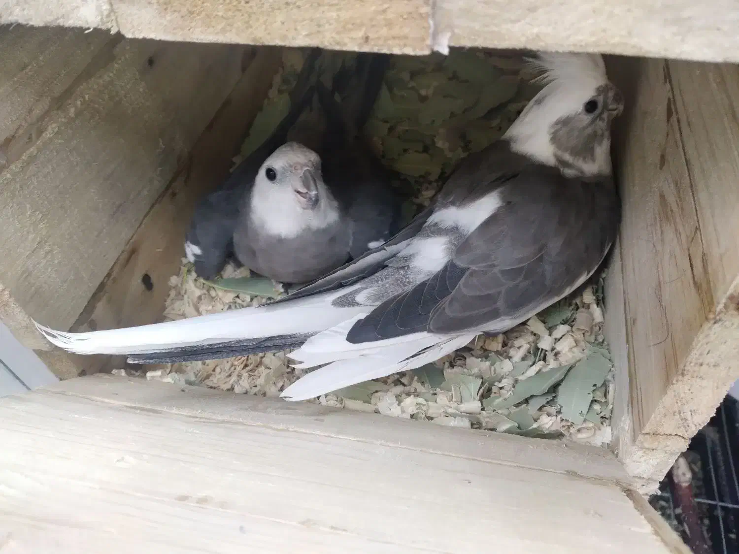 عروس هلندی مولد البینو|پرنده|تهران, حکیمیه|دیوار