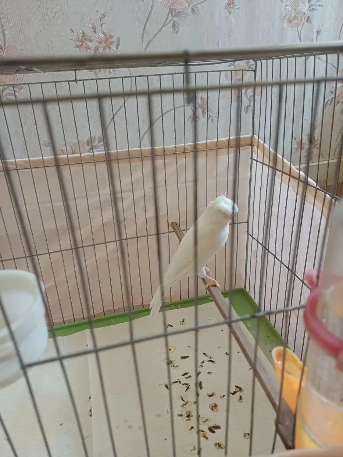 قناری نر|پرنده|اندیشه, اندیشه فاز ۱|دیوار