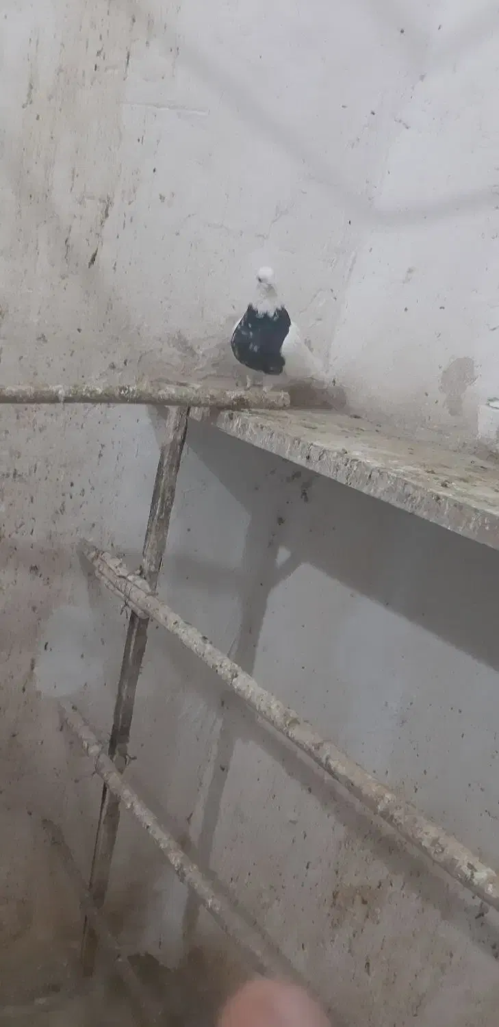 کبوتر طوقی|پرنده|سنقر, |دیوار