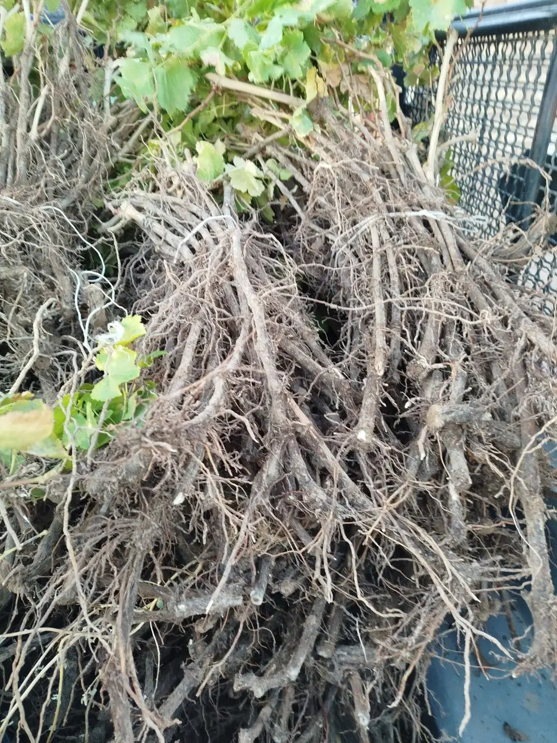 نهال انگور بادام انار انجیر|خدمات باغبانی و درختکاری|زرندیه, |دیوار