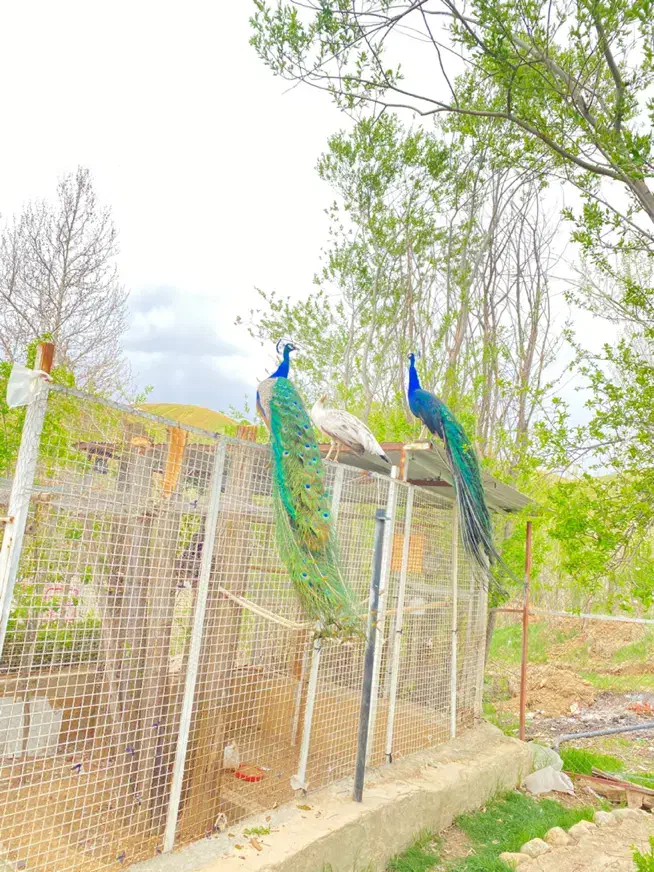 جوجه طاووس|پرنده|شیراز, گویم|دیوار